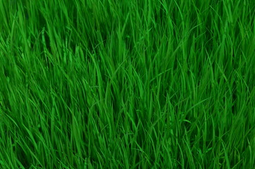 grass