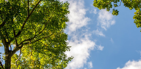 Strahlender Herbsthimmel im Ober-Olmer Wald bei Mainz