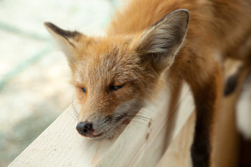 Dead fox