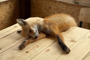 Dead fox - 92328718