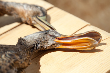 Dead duck