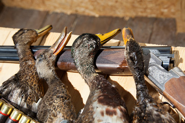 Gun, hunting, a dead duck, and ammunition