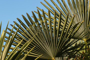 closeup of fan palm leaves