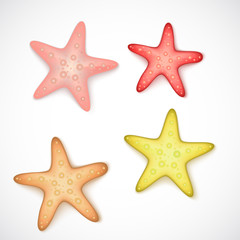 Starfishes on white background