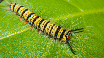 Butterfly worm macro view