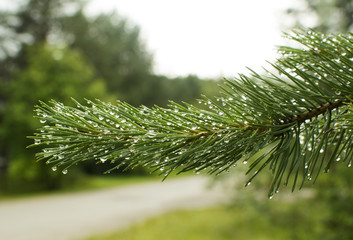 Капли дождя на ветке сосны © hivaka
