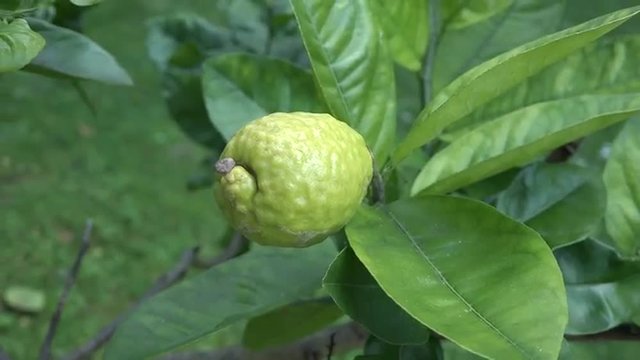 Fresh Citron, Etrog grow on a tree. 