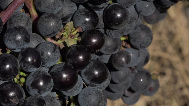 ed grape at perfect ripeness