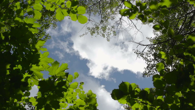 View to the blue sky with running white clouds through the krone of the trees