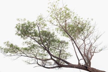 Single old and dead tree isolated on white background