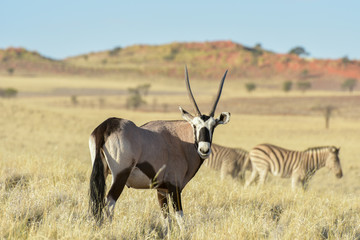 Naklejka na ściany i meble Desert Landscape - NamibRand, Namibia