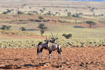 Desert Landscape - NamibRand, Namibia