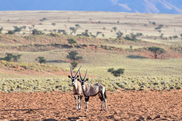 Desert Landscape - NamibRand, Namibia