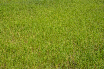 paddy rice green field