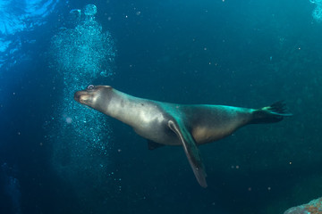 Young puppy californian sea lion touching a scuba diver