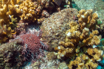Naklejka na ściany i meble sea stars in a reef colorful underwater landscape