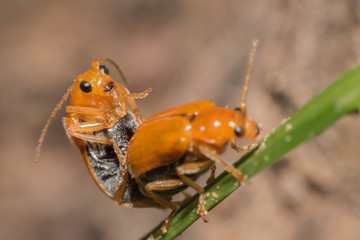Mating Orange Beetle,hybridize soft focus