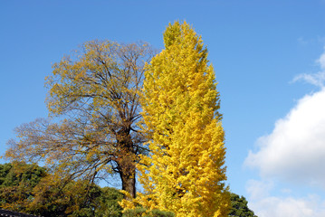 Fototapeta premium 銀杏の木