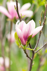 Fototapeta premium Close up image of big magnolia flowers