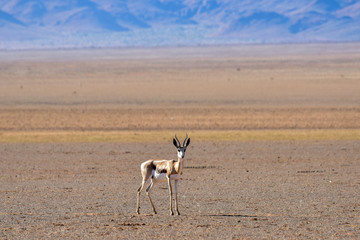 Gazelle and Desert Landscape - NamibRand, Namibia