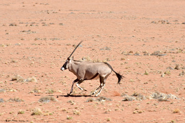 Oryx and Desert Landscape - NamibRand, Namibia