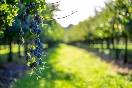 Pflaumenbaum Plantage in den Feldern um Mainz Drais