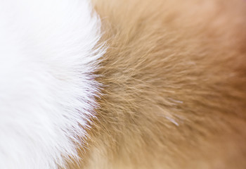 white and brown dog fur background