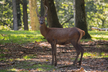 Cerf