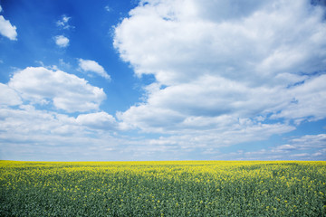 Field of rape seed plants and blue sky on the background.