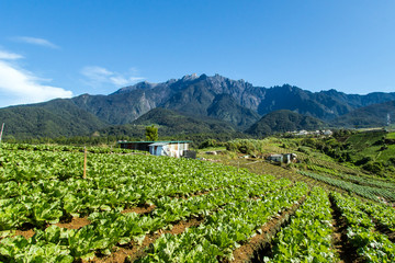 Fototapeta na wymiar Sabah North Borneo Malaysian landscape with cabbage farm and Mount Kinabalu at far background during morning.