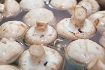 White Champignons 