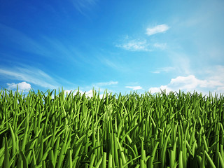 Fototapeta premium Grass isolated on white background