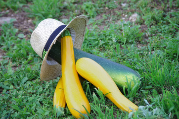 légumes du potager - courgettes jaunes