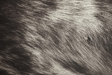 Dog hair background