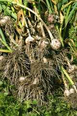 Garlic harvested from the garden