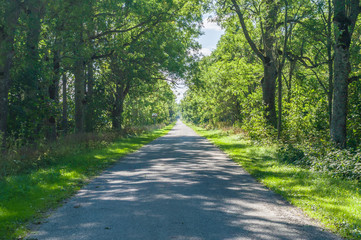 Fototapeta na wymiar Alley and empty narrow countryside road, hdr image