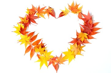 モミジの紅葉　白バック