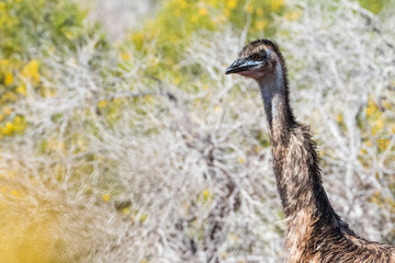 Wild emu close up portrait