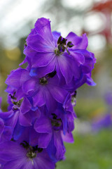 Fototapeta na wymiar Purple flowers