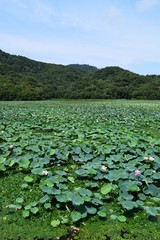 Fototapeta premium ハス畑／山形県の鶴岡市でハス畑を撮影した写真です。