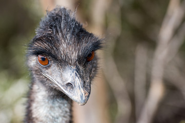 Wild emu close up portrait