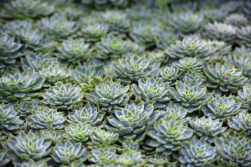  Succulent  background