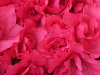 Profuse flowering pink azaleas, solid flowers