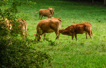 Naklejka premium Young calf