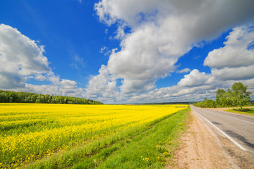 Road in blooming fields yellow flowers dramatic sky cloud summer