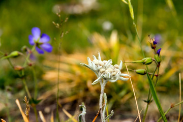 Edelweiss Flower Close Up Image Very Rare and Unique Flower Growing among Green Grass with Blue Purple Plants on Blurred Background