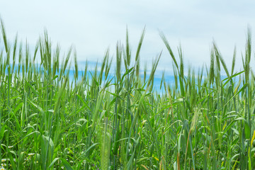 Wheat ears natural spring field background grass