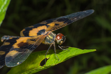 Beautiful macro dragonfly,dragonfly,Insects