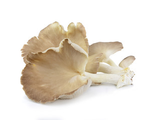 oyster mushroom on white background