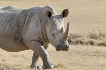 Papier peint photo autocollant rond Rhinocéros Rhinocéros